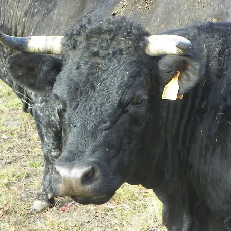 호텔 Les Granges 라튈르