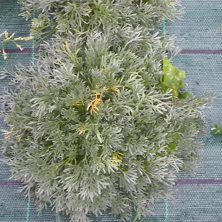 호텔 Les Granges 3*