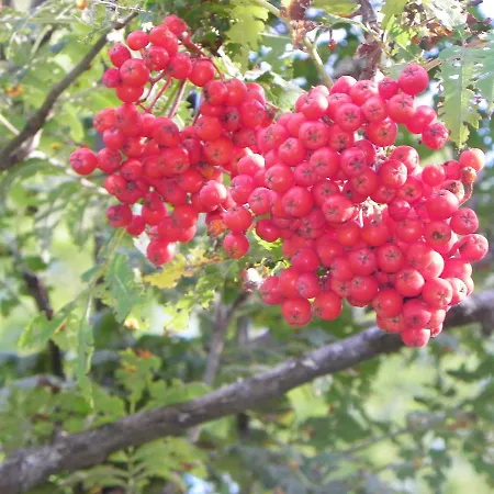 호텔 Les Granges 라튈르